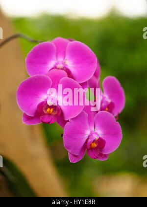 Close Up von Orchideen Blumen (Phalaenopsis SP.) im tropischen Regenwald Stockfoto