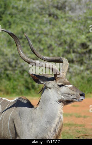 Wild Kudu in Pilanesberg Game Reserve in Südafrika Stockfoto