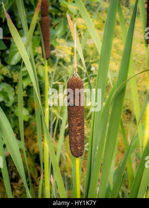 Rohrkolben (Familie Cyperaceae) Stockfoto