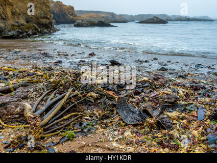 Seltsamerweise texturiert Algen mit Meeresglas an Glas, MacKerricher State Park, Fort Bragg, Kalifornien am Strand angespült. Stockfoto