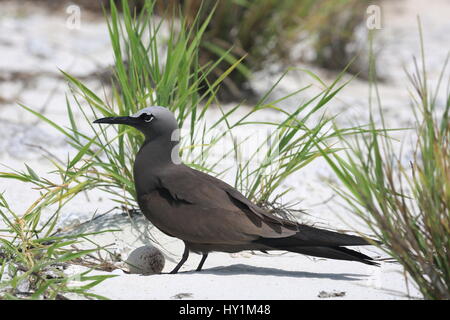 Braune Noddy brütet ein Ei, Weihnachtsinsel, Kiribati Stockfoto