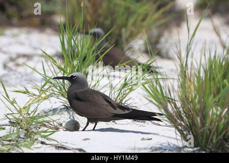 Braune Noddy brütet ein Ei, Weihnachtsinsel, Kiribati Stockfoto