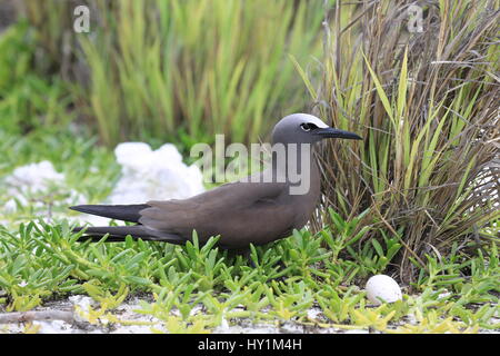 Braun noddy brütet ein Ei, Christmas Island, Kiribati Stockfoto