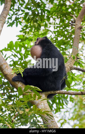 Eine männliche Siamang Gibbon rief mit seinen Kehlsack um zu verstärken den Anruf im Zoo von Singapur, Singapur Stockfoto