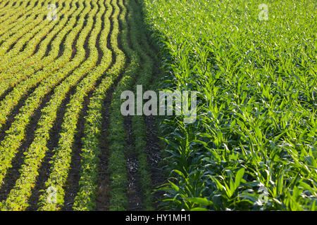 Reihen von Mais und Sojabohnen nebeneinander in einem sonnendurchfluteten Feld an einem Sommertag Stockfoto