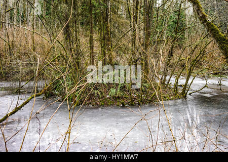 Eisigen Teich in Issaquah auf einem Cougar-Berg Wandern im Winter. Stockfoto