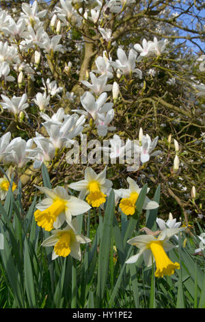 Magnolienbaum in Blüte (Magnolia kobus) und Frühlings-Narzissen Stockfoto
