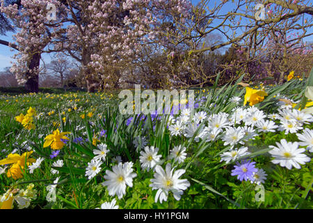 Anemone Blanda, weiß und blau mit Narzissen und Magnolia Blüte im Frühjahr Stockfoto