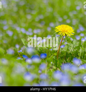 Gelber Löwenzahn und Speedwells im grünen Rasen. Defokussierten unscharfen Hintergrund. Stockfoto