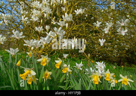 Magnolie in Blüte mit Feder Narzissen Stockfoto
