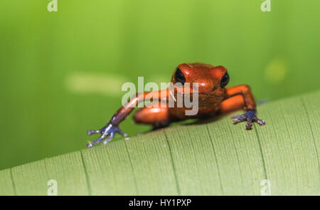 Bluejeans Frosch oder Strawberry Poison-Dart Frog, Dendrobates Pumilio, Klettern auf einem grünen Banan Blatt im Regenwald an der Laguna del Lagarto, Boca Tapada, Stockfoto