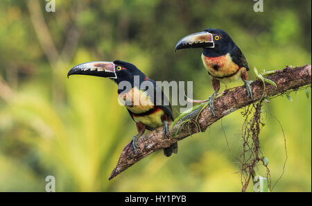 Zwei Collared Aracari, Pteroglossus Manlius, sitzt in einem Baum am Laguna del Lagarto, Boca Tapada, San Carlos, Costa Rica Stockfoto