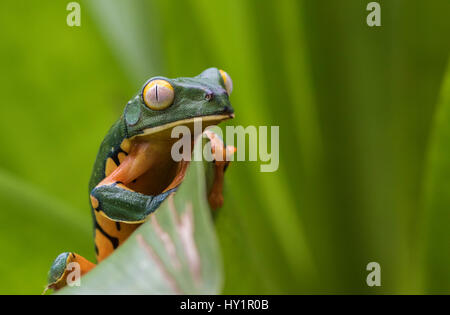 Herrliche Blatt Frosch, Cruziohyla Calcarifer, Klettern auf einem Blatt, Blick in Richtung Kamera, im Regenwald, Laguna del Lagarto, Boca Tapada, San Carlos, Cos Stockfoto