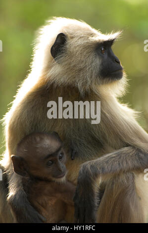 Südliche Tiefebene grau / Hanuman-Languren (Semnopithecus Dussumieri) weibliche mit Kleinkind. Bandhavgarh National Park, Madhya Pradesh, Indien. Stockfoto