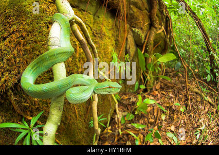 Wagler Grubenotter / Tempel Pitviper (Tropidolaemus Wagleri) in riverine Wald, Bako Nationalpark, Sarawak, Borneo. Stockfoto