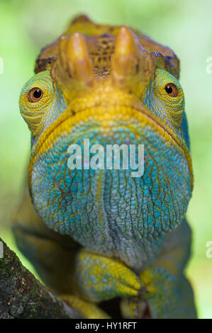 Porträt von männlichen Parson Chamäleon (Chamaeleo Parsonii), Ranomafana Nationalpark, süd-östlichen Madagaskars. Stockfoto