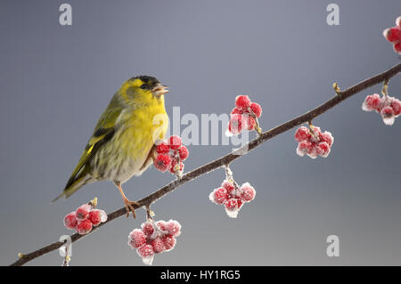 Zeisig (Zuchtjahr Spinus) männlichen thront auf mattierte Zwergmispel Zweig, Schottland, Vereinigtes Königreich. Stockfoto