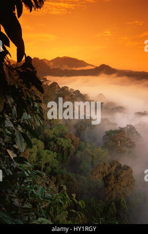 Sunrise und Nebel über Tiefland Dipterocarp Regenwald. Danum Valley, Sabah, Borneo, Malaysia. Stockfoto