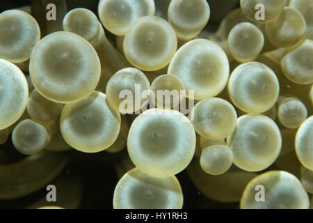 Close up of tentacles of Sea anemone (Gyrostoma / Entacmaea quadricolor). Red Sea. Stockfoto