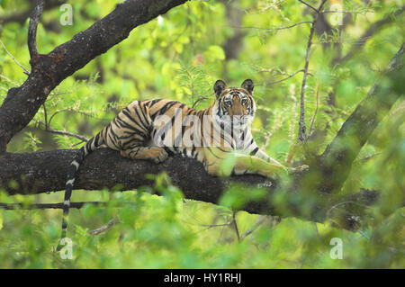 Tiger (Panthera Tigris) 14 Monate Lakshmi Cub ruhen im Baum, Bandhavgarh National Park, Indien. Vom Aussterben bedrohte Arten. Stockfoto