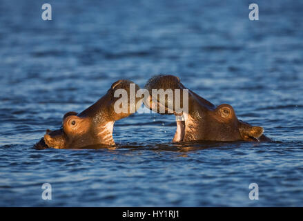 Zwei Flusspferd (Hippopotamus Amphibius) spielen, kämpfen, Chobe Nationalpark, Botswana. Stockfoto