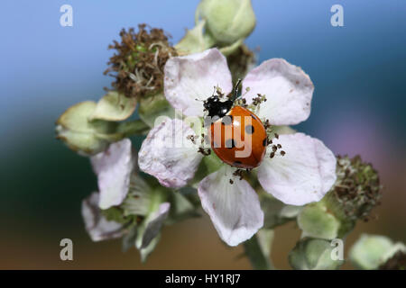 Sieben-Punkt-Marienkäfer (Coccinella Septempunctata) auf Bramble Blume, Digital erweitert. Surrey, UK. Stockfoto