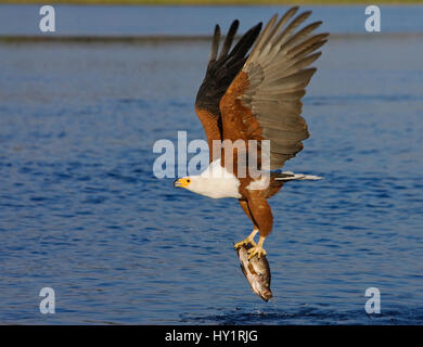 African Fish Eagle (Haliaeetus Vocifer) mit Fisch in Krallen. Chobe, Botswana. Mai 2008. Stockfoto