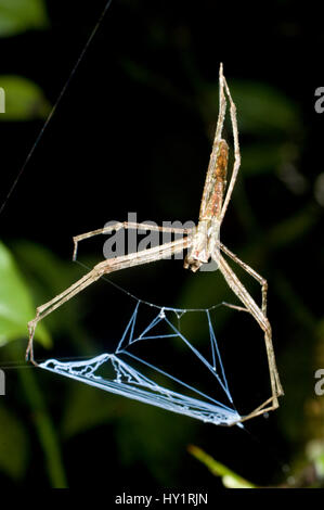 NET Casting Spinne (Deinopis sp) liegen auf der Lauer. Ranomafana Nationalpark, SE Madagaskar. Stockfoto