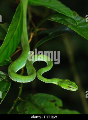 Des Papstes Grubenotter (Trimeresurus Popeiorum / Popeorum) Danum Valley, Sabah, Borneo, September. Stockfoto