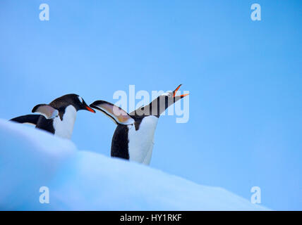 Gentoo Penguin (Pygoscelis Papua) paar auf Eisberg, eine Berufung, Antarktis. Stockfoto