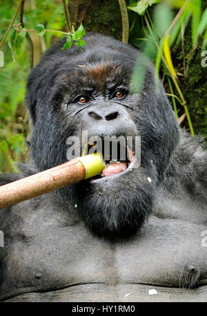 Mountain Gorilla (Gorilla Beringei Beringei) Silberrücken Männchen ernähren sich von Bambussprossen, Volcanoes-Nationalpark Virunga Berge, Ruanda. Hinweis: Wenn Gorillas ein Übermaß an Bambussprossen Essen sie berauscht werden können. Vom Aussterben bedrohte Arten. Stockfoto