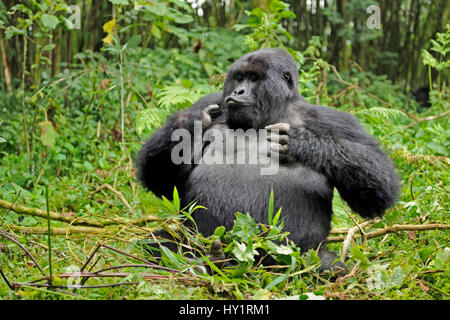 Mountain Gorilla (Gorilla Beringei Beringei) Silberrücken männlich spielen in Lebensraum, betrunken auf Bambussprossen, Volcanoes-Nationalpark Virunga Berge, Ruanda. Hinweis: Wenn Gorillas ein Übermaß an Bambussprossen Essen sie berauscht werden können. Vom Aussterben bedrohte spec Stockfoto