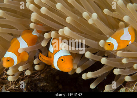 Clown Anemonenfische (Amphiprion Percula) unter Anemone Tentakeln, Indo-Pazifik. Stockfoto