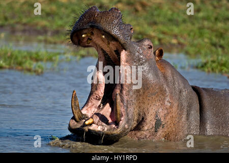 Flusspferd (Hippopotamus Amphibius) aggressive Bedrohung Display. Katavi National Park, Tansania. Stockfoto