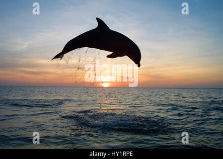 Der Große Tümmler (Tursiops Truncatus) bei Sonnenuntergang, Caribbean springen. Stockfoto