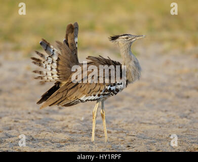 Kori Bustard (Ardeotis Kori) anzeigen, Etosha Nationalpark, Namibia. Januar. Stockfoto