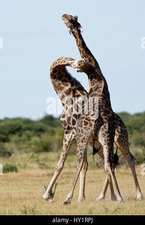 Männliche Giraffen (Giraffa Plancius) sparring oder Einschnürung, Etosha Nationalpark, Namibia. Januar. Stockfoto