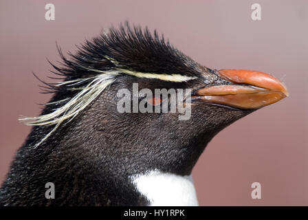 Felsenpinguin (Eudyptes Chrysocome / Crestatus) Kopfprofil Porträt. Penguin Island, Ria de Puerto Deseado Nature Reserve, Provinz Santa Cruz, Patagonien, Argentinien. Dezember. Stockfoto