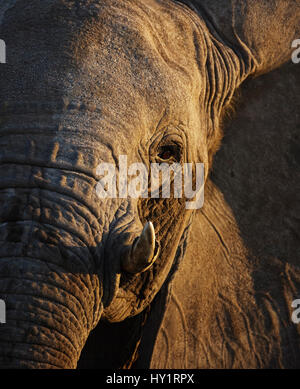 Afrikanischer Elefant (Loxodonta Africana) Nahaufnahme des Kopfes, Etosha Nationalpark, Namibia, Juni. Vom Aussterben bedrohte Arten. Stockfoto