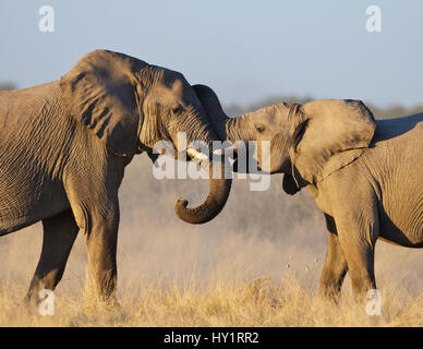 Afrikanischer Elefant (Loxodonta Africana) junge Männer spielen, kämpfen, Etosha Nationalpark, Namibia, Juni. Vom Aussterben bedrohte Arten. Stockfoto