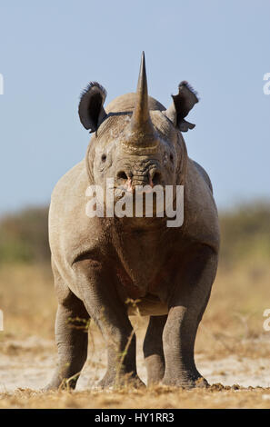 Schwarze Nashorn (Diceros Bicornis) suchen, bedrohlich, Etosha Nationalpark, Namibia, Juni. Vom Aussterben bedrohte Arten. Stockfoto