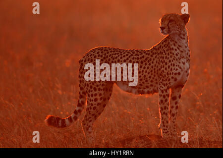 Gepard (Acinonyx Jubatus) Ausschau nach Beute, Masai Mara, Kenia. Stockfoto