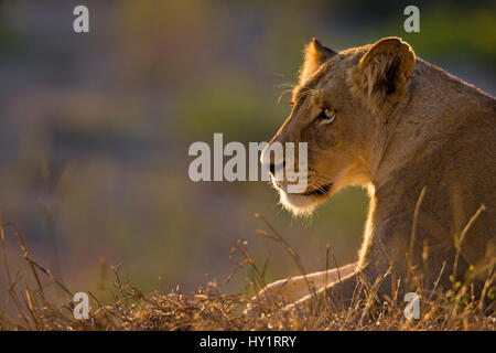 Weiblichen afrikanischen Löwen (Panthera Leo) Mala Mala, Südafrika. Stockfoto