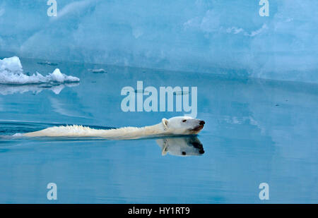 Eisbär (Ursus Maritimus) schwimmen vor Eis Klippe, Austfonna, Spitzbergen, Norwegen. Juni 2007. Vom Aussterben bedrohte Arten. Stockfoto