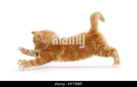 Ginger Kitten mit Front nach vorn springen Pfoten. Stockfoto