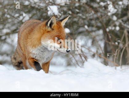 Europäischer roter Fuchs (Vulpes Vulpes) in Schnee, UK, gefangen. Stockfoto