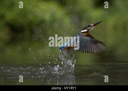 Eisvogel (Alcedo Atthis) fliegt aus dem Wasser, UK. Stockfoto