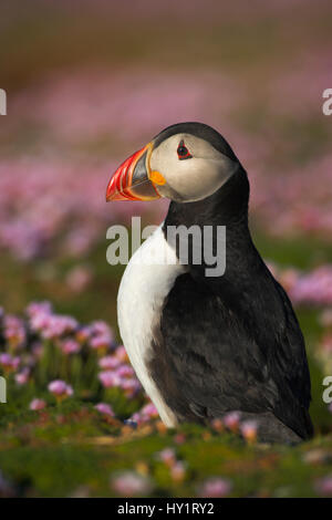 RF - Papageientaucher (Fratercula Arctica) Porträt, außerhalb Burrow, Fair-Isle-Shetland-Inseln, UK. Stockfoto