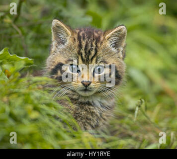 Schottische Wildkatze (Felis Sylvestris) Kätzchen außerhalb der Höhle, Gefangenschaft, UK. Stockfoto