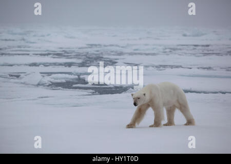 RF - Eisbär (Ursus Maritimus) auf Eisscholle, Spitzbergen, Norwegen, September 2009. Vom Aussterben bedrohte Arten. Stockfoto